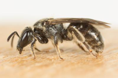  Lasioglossum Curtis, 1833