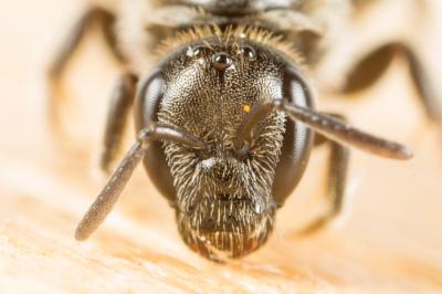  Lasioglossum Curtis, 1833