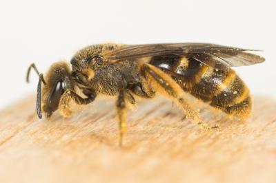  Lasioglossum Curtis, 1833