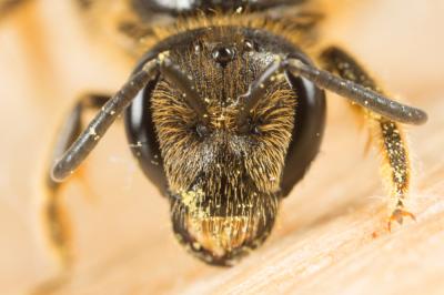  Lasioglossum Curtis, 1833