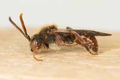  Nomada Scopoli, 1770