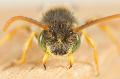  Nomada duplex Smith, 1854