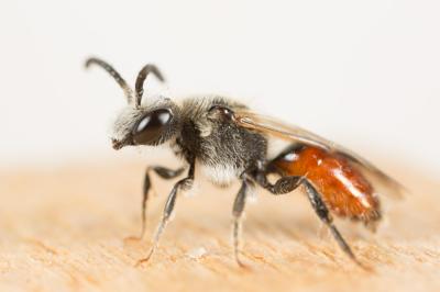  Sphecodes Latreille, 1804