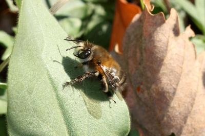 Anthophore commune, Anthophore plumeuse, Anthophor Anthophora plumipes (Pallas, 1772)