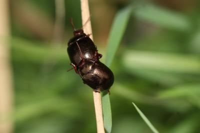  Chrysolina bankii (Fabricius, 1775)