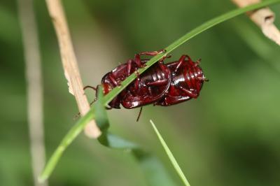  Chrysolina bankii (Fabricius, 1775)