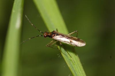 Dicyphus errans (Wolff, 1804)