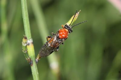  Dolerus Panzer, 1801