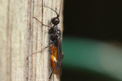  Doryctes leucogaster (Nees, 1834)