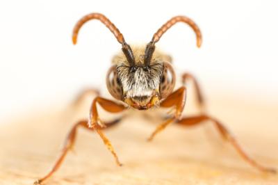  Nomada fallax Pérez, 1913