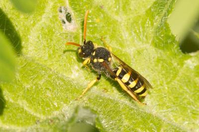  Nomada succincta Panzer, 1798