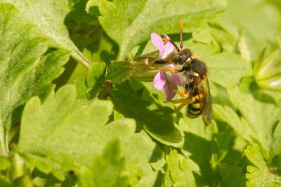  Nomada sexfasciata Panzer, 1799