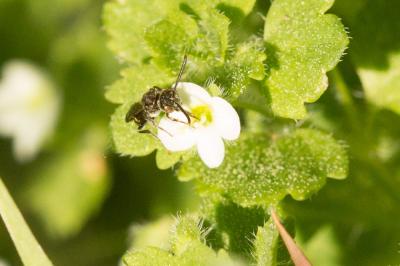  Nomada sheppardana (Kirby, 1802)