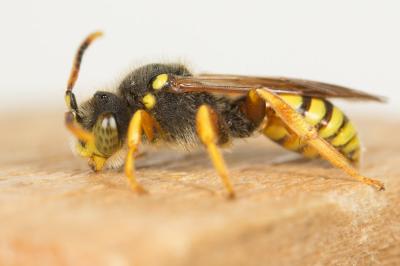  Nomada fucata Panzer, 1798