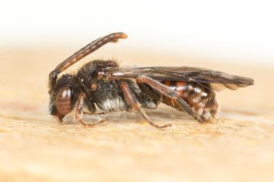  Nomada serricornis Pérez, 1884