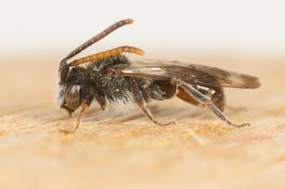  Nomada serricornis Pérez, 1884