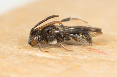  Nomada Scopoli, 1770