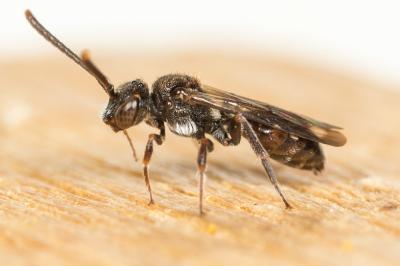  Nomada sheppardana (Kirby, 1802)