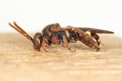 Nomada ruficornis (Linnaeus, 1758)