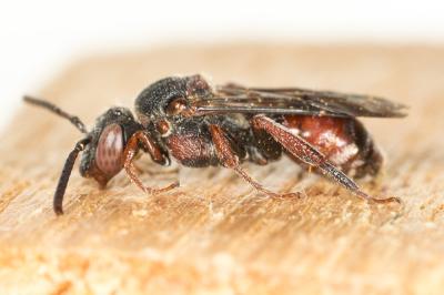  Nomada legoffi Dufrêne, 2021