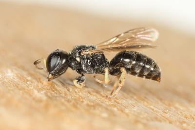  Crabronidae Latreille, 1802