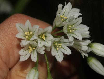 Ail à trois angles, Ail à tige triquètre Allium triquetrum L., 1753