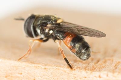  Paragus bicolor (Fabricius, 1794)