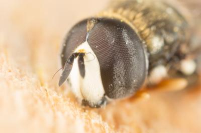  Paragus bicolor (Fabricius, 1794)