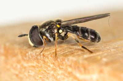  Paragus pecchiolii Rondani, 1857