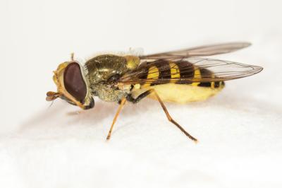  Syrphus vitripennis Meigen, 1822