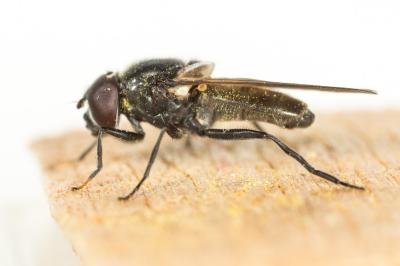  Cheilosia ranunculi Doczkal, 2000