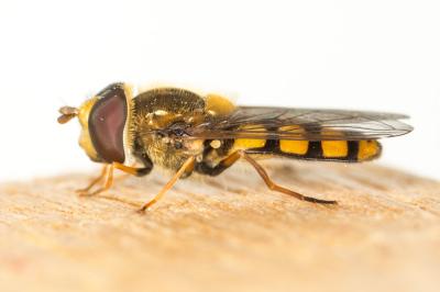  Eupeodes Osten Sacken, 1877