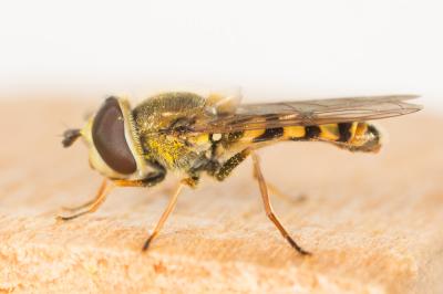  Eupeodes corollae (Fabricius, 1794)