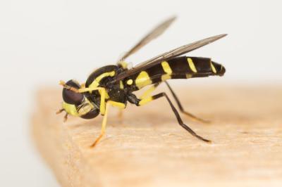  Xanthogramma Schiner, 1860