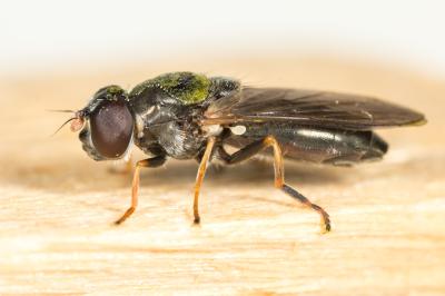  Cheilosia ruffipes