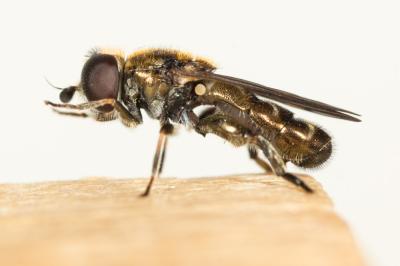  Eumerus sulcitibius Rondani, 1868