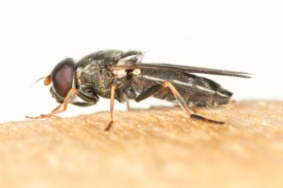  Cheilosia ruffipes