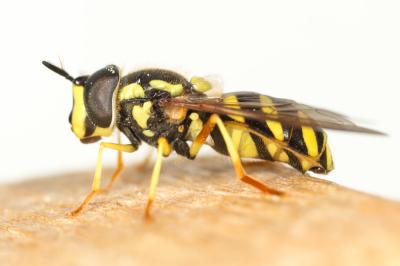  Chrysotoxum intermedium (Meigen, 1822)