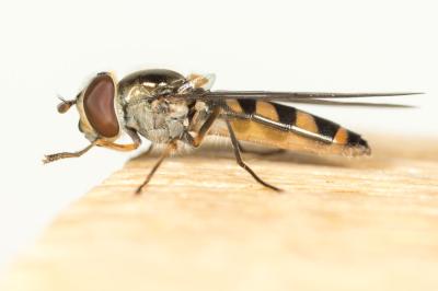  Meliscaeva auricollis (Meigen, 1822)