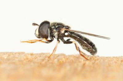  Paragus tibialis (Fallén, 1817)