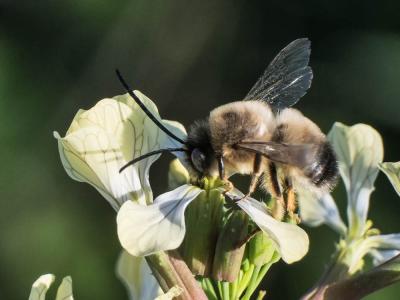 Eucère à labre noir Eucera nigrilabris Lepeletier, 1841