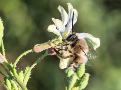Eucère à labre noir Eucera nigrilabris Lepeletier, 1841