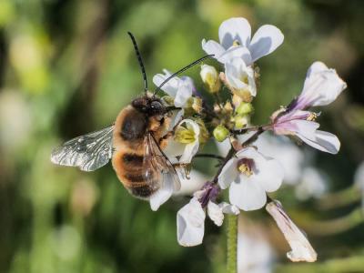 Eucère à labre noir Eucera nigrilabris Lepeletier, 1841