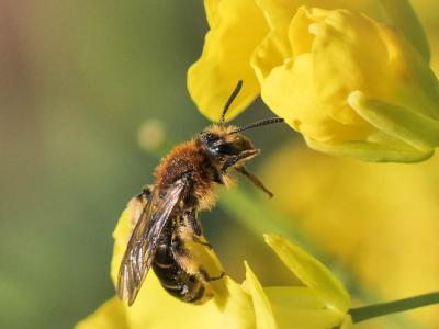  Andrena lagopus Latreille, 1809