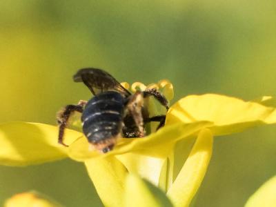  Andrena lagopus Latreille, 1809