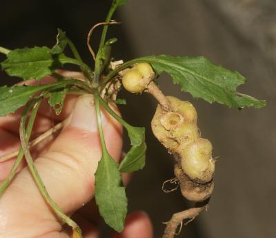  Ceutorhynchus assimilis (Paykull, 1792)