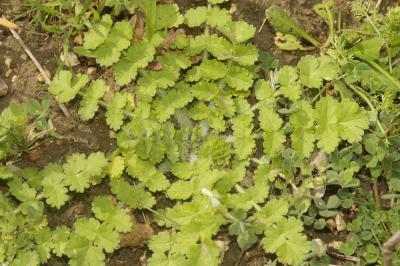 Tordyle des Pouilles Tordylium apulum L., 1753