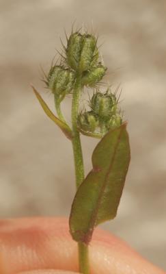 Crépis à petites fleurs Crepis micrantha Czerep., 1964