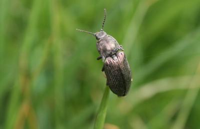  Selatosomus latus (Fabricius, 1801)