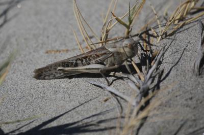 Criquet migrateur, Criquet voyageur, Criquet cendr Locusta migratoria (Linnaeus, 1758)